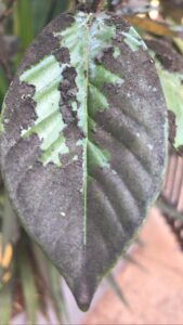 Producción Especial Inspector Por qué las hojas de las plantas se ponen negras? – Radio Yguazú