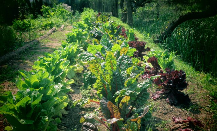  Se creó en Argentina la Dirección Nacional de Agroecología 