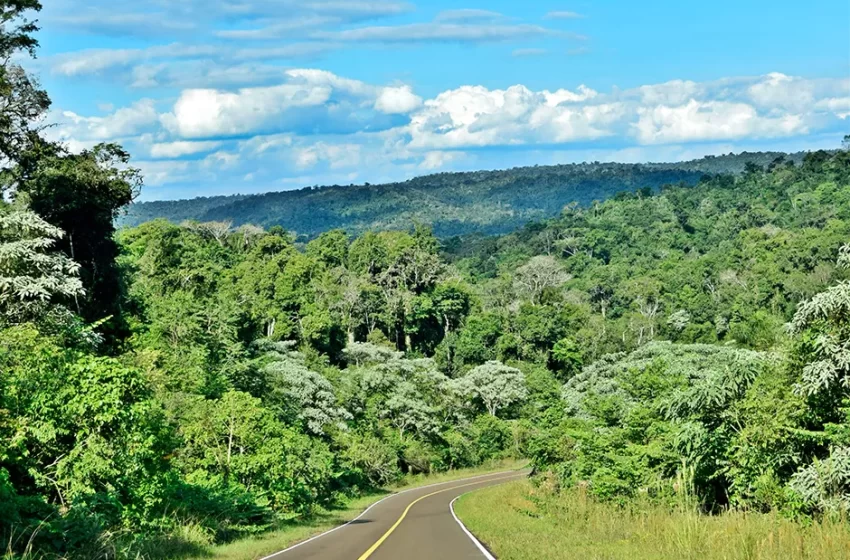  Ratifican sostenibilidad ambiental en la industria forestal misionera