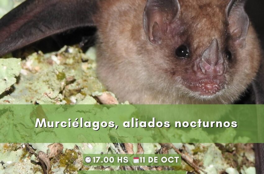  IMiBio: Este martes se desarrollará una charla abierta sobre los murciélagos, aliados nocturnos en Pto. Iguazú