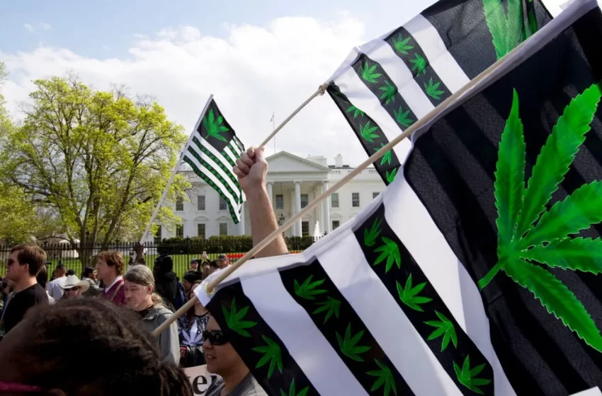  EEUU vota la legalización de la marihuana en 5 estados mientras que en otros 19 su consumo ya es libre