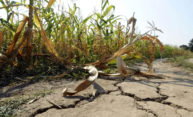  Las altas temperaturas y la sequía afectan a las plantaciones