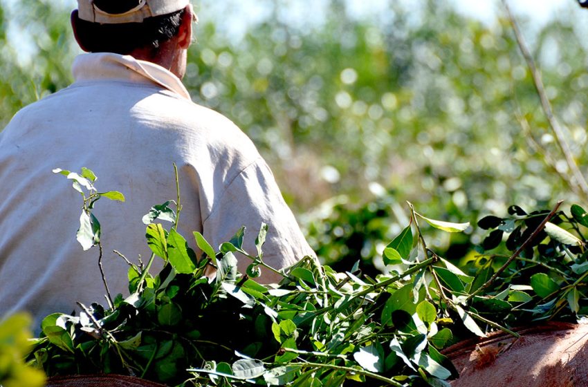  “Una ley que busque desregular el mercado yerbatero provocará la desaparición de miles de pequeños productores”