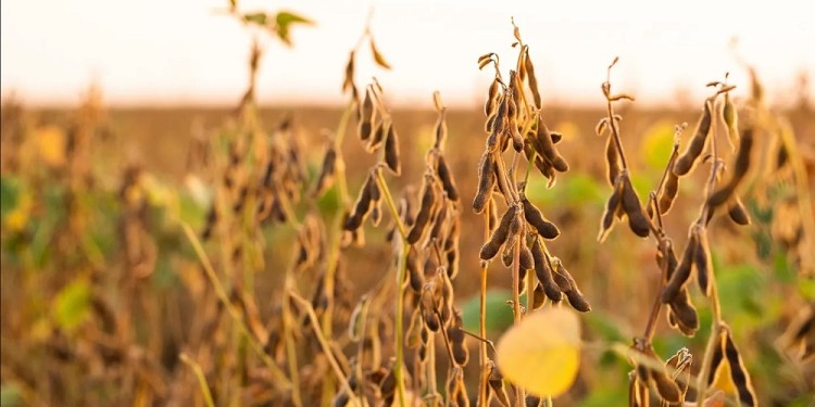  Sequía: se perdió casi el 50% de la soja