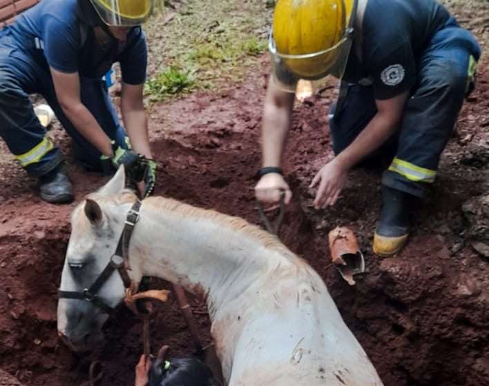  Bomberos rescataron a una yegua que cayó en un pozo