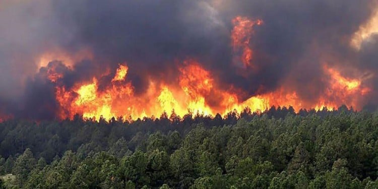  Riesgo extremo de incendios en Misiones: “Hay que asesorarse antes de hacer una quema”