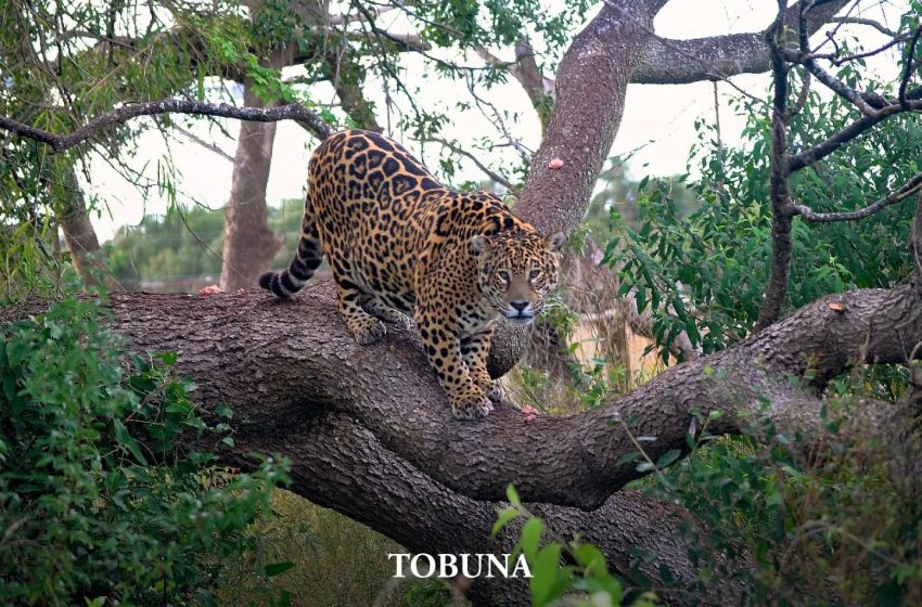  Murieron Tobuna y Mbareté, pioneras del regreso del yaguareté al Iberá
