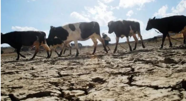  Los ganaderos de Corrientes estiman pérdidas por más de $28.000 millones por la sequía