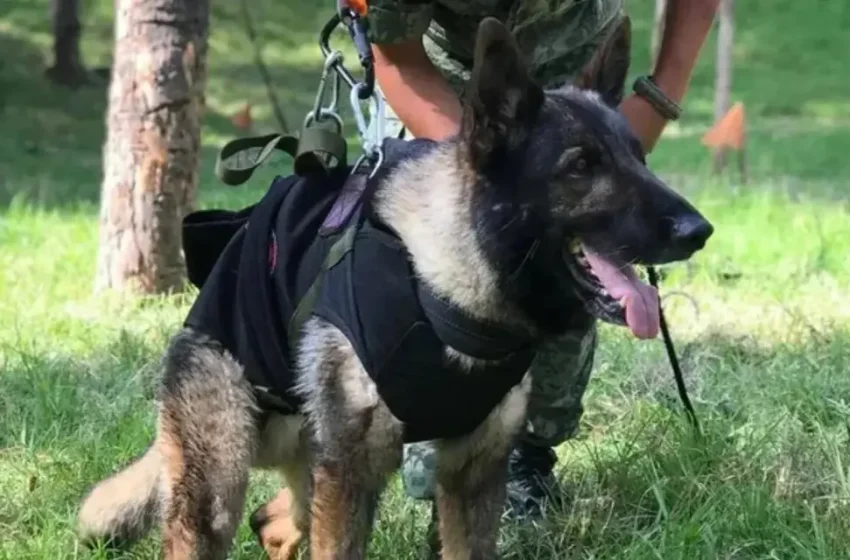  Murió Proteo, un perro rescatista que ayudaba a las víctimas del terremoto en Turquía