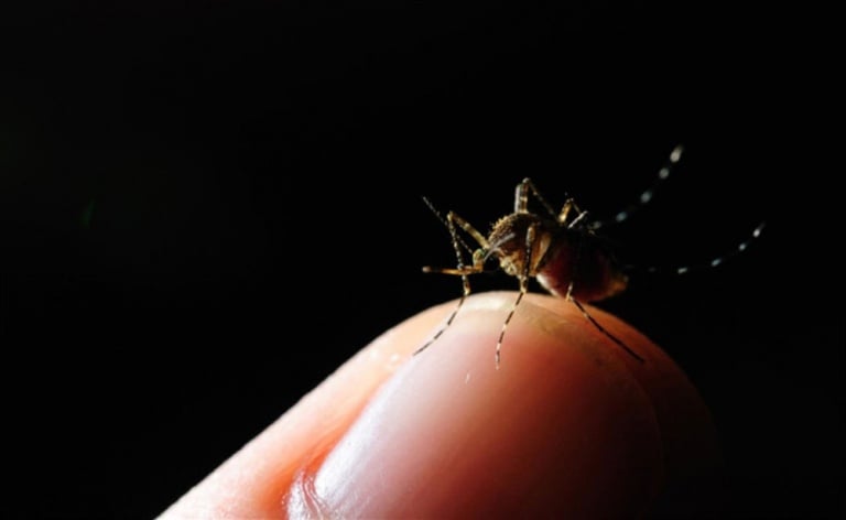  El chikungunya avanza en Paraguay y se agudizan alertas en Misiones