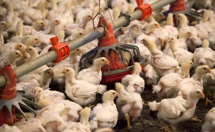  Gripe aviar en Argentina: 19 casos confirmados y aumentan los controles