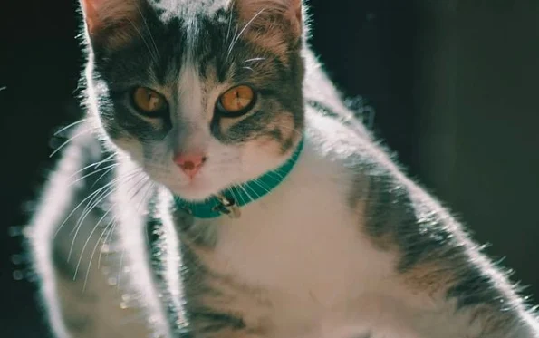  Hoy es el Día del Gato: siete curiosidades sobre estas singulares mascotas