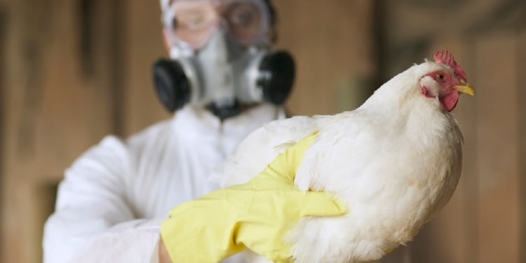  Gripe aviar: “No estamos ante una nueva pandemia”