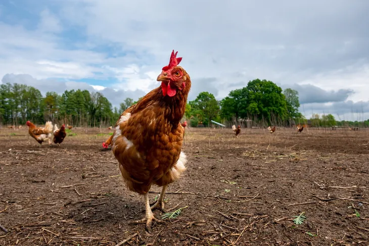  Argentina: Declaran emergencia sanitaria por la detección de gripe aviar