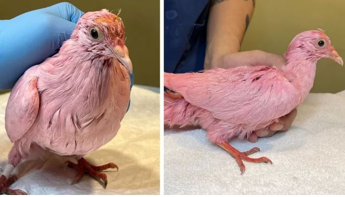  Indignación: rescataron a una paloma desnutrida y teñida de rosa, usada en una fiesta de revelación de género
