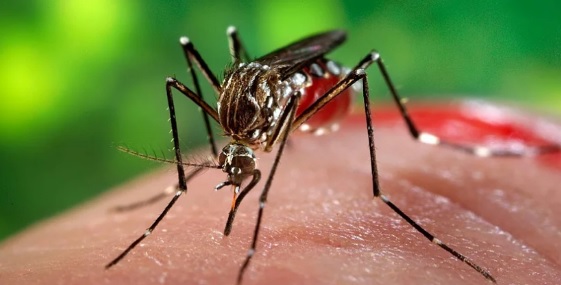  Vacuna contra el Dengue: “Eso está muy alejado de la gente todavía en Argentina”, afirmó el titular de Salud Pública