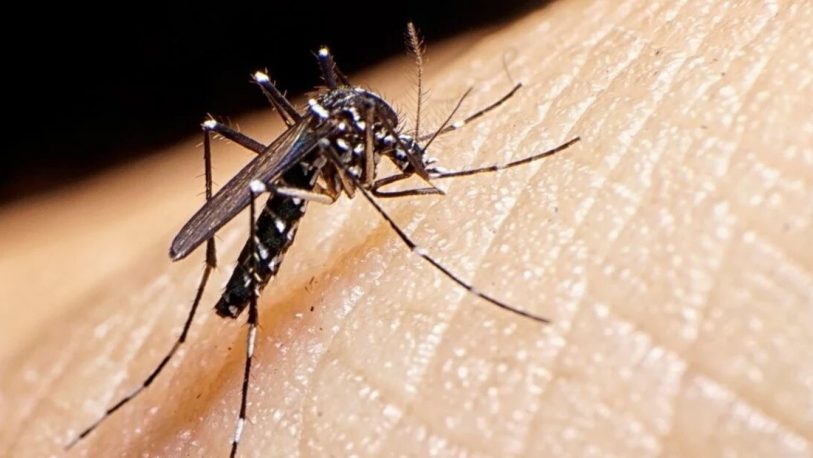  Dengue y Chikungunya: Síntomas principales y cómo evitar un cuadro grave por el Infectólogo Esteban Couto