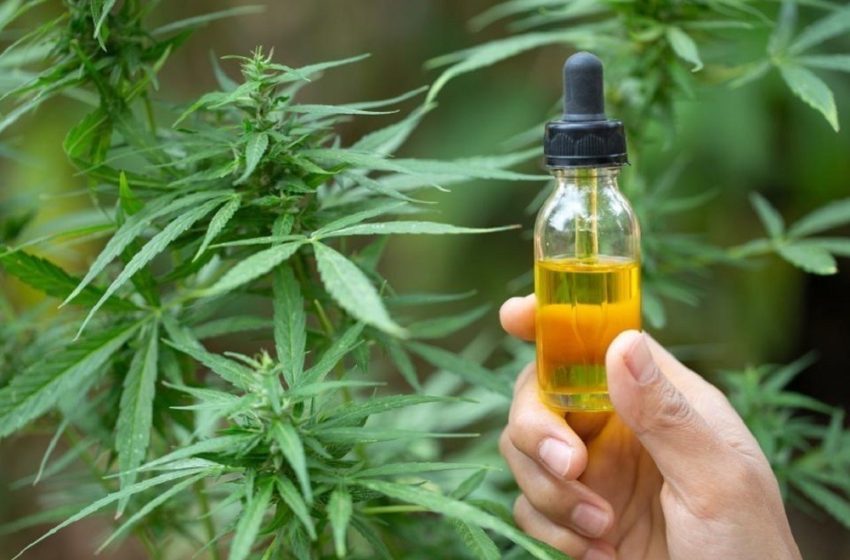  “Algunos aceites de cannabis que circulan en el mercado no tienen nada de CBD”