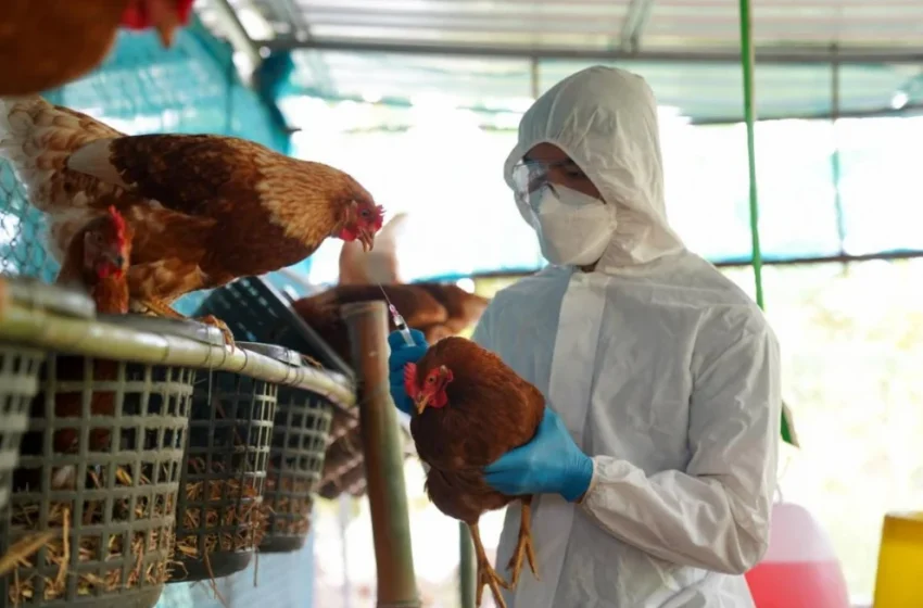  Alerta en la frontera por avance de la gripe aviar en diez provincias