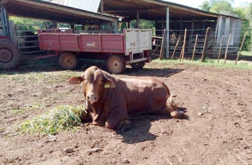  Mueren 80 animales en Andresito por brote de rabia paresiante