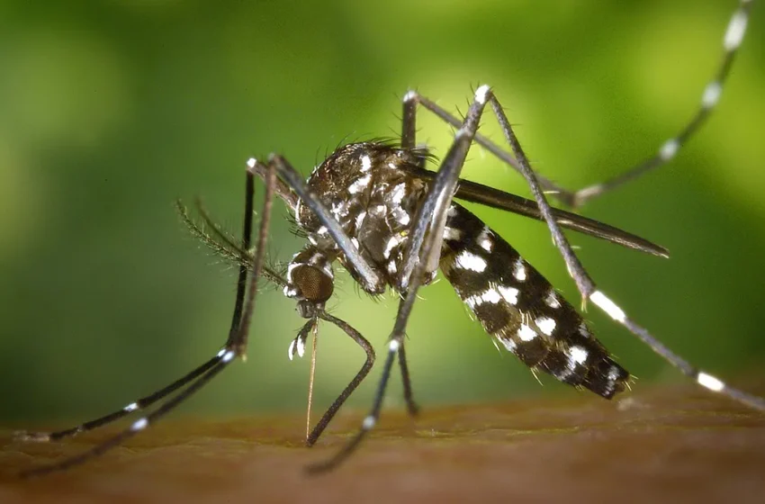  La vacuna contra el Dengue que llegaría a Argentina sería de 2 dosis e indicada para personas entre 4 a 60  años