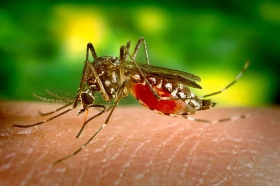  Dengue en Argentina: los casos llegan a 16.100 y hay circulación viral en 14 jurisdicciones
