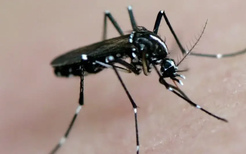  Se confirmaron más de 28 mil casos de dengue y más de 900 de chikungunya en todo el país