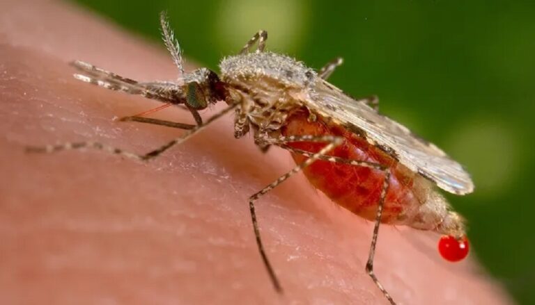  Día Mundial del Paludismo: claves, síntomas y datos de la enfermedad