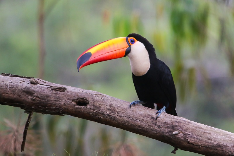  Del 25 al 28 de abril se desarrollará en Iguazú el Congreso Nacional de Conservación de la Biodiversidad