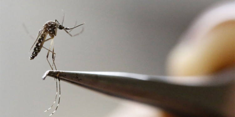  El dengue ya se cobró 37 vidas en el país