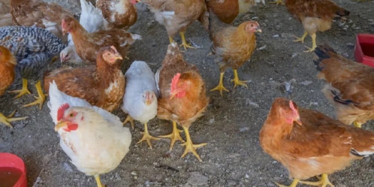  Gripe aviar en Corrientes: aislaron a una familia y sacrificaron 60 animales