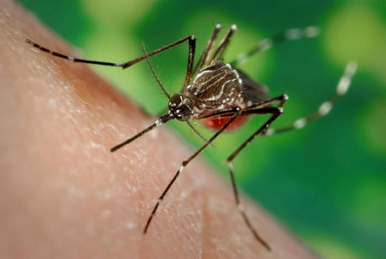  El cambio climático favorece el aumento de dengue, chikungunya y zika
