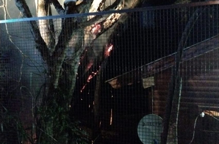  Bomberos sofocan el incendio en un árbol con peligro de propagación a una casa