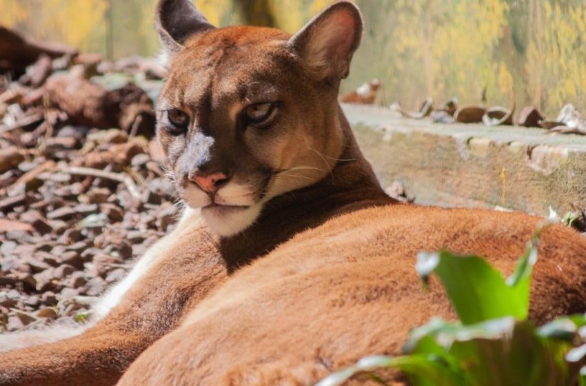  Puma suelto: Preocupación de autoridades ambientales que trabajan en su localización