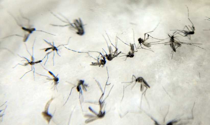  Con dos muertes, Foz do Iguaçu llega a diez víctimas por dengue