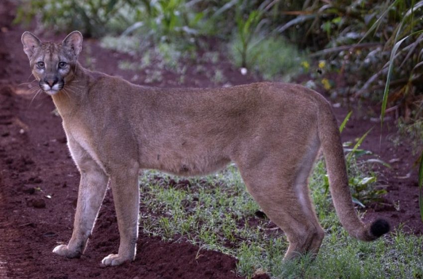  Estiman que la puma estaría en inmediaciones de la Aldea Fortín Mbororé, continúa la intensa búsqueda