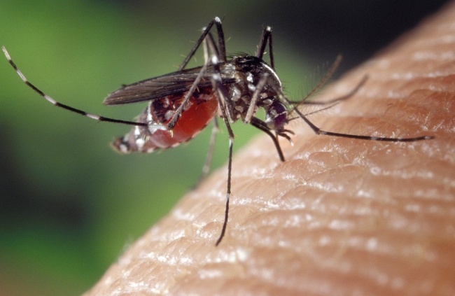  Pico histórico de dengue en el país: confirman más de 72 mil casos