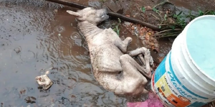  Una mujer fue acusada de matar a un perro arrojándole agua caliente