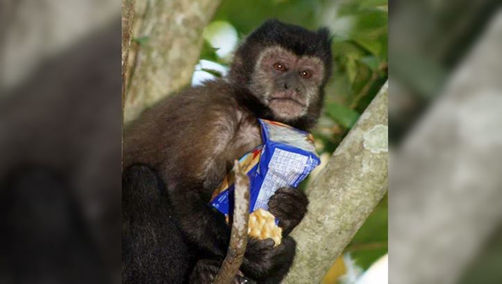  «Los monos al ingerir comida pesada, tienen más horas de descanso y pierden la capacidad de buscar frutos en el monte», expresó la Bióloga María Tujague