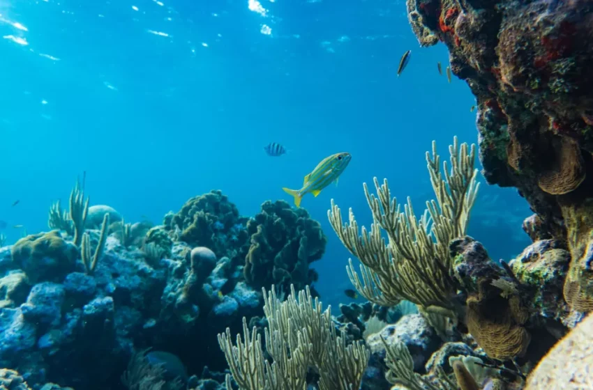  Día Mundial de los Océanos: la excesiva presión humana pone en jaque los ecosistemas marinos del mundo