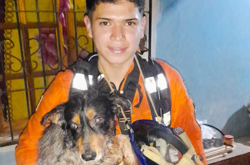  Un perro cayó a un pozo y fue rescatado por bomberos