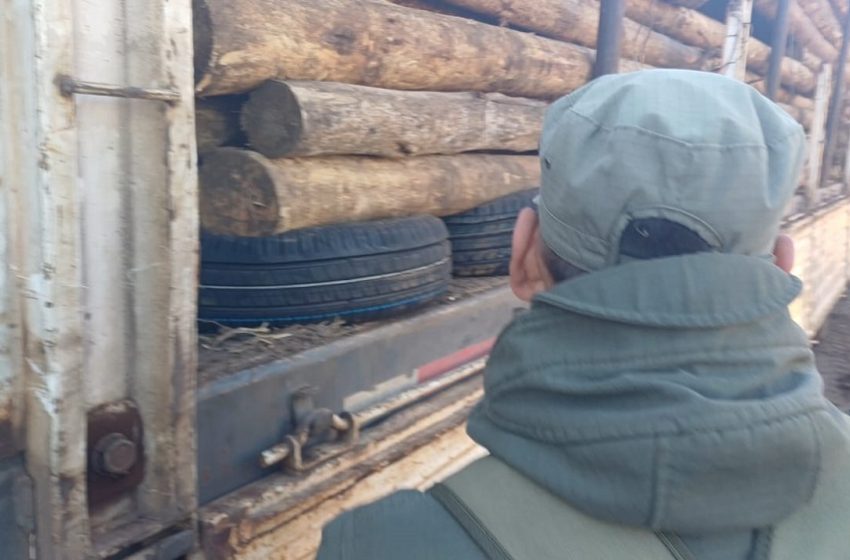  Ocultaban neumáticos de contrabando en una carga de eucalipto