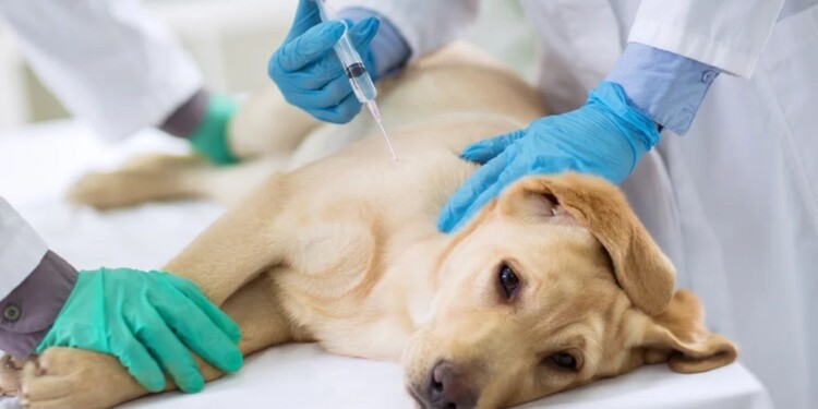  Las vacunas, la mejor herramienta para prevenir enfermedades en perros y gatos