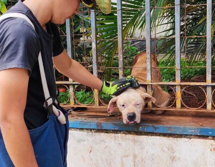  Bomberos rescatan a perro atrapado en una reja