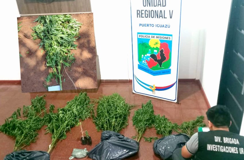  Descubierta plantación de marihuana en las 600 hectáreas de Puerto Iguazú