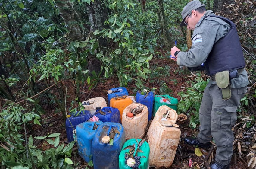  Gendarmes descubren bidones de gasoil ocultos en el monte, intento de contrabando