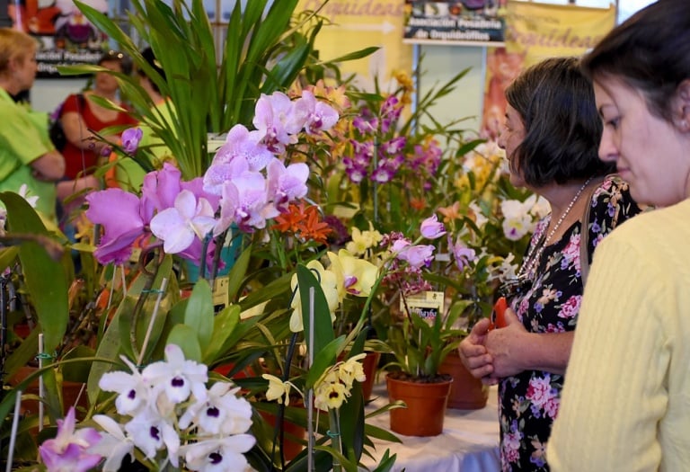  Habrá Fiesta Nacional de la Orquídea en Misiones