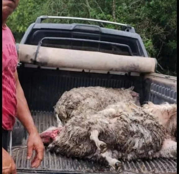  Familia de productores denunció que le mataron 15 ovejas en su chacra y responsabilizó a cazadores