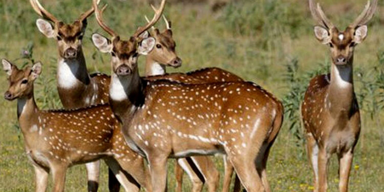  “La caza es la única forma de contener a los ciervos axis”, dijo el titular de la SRM