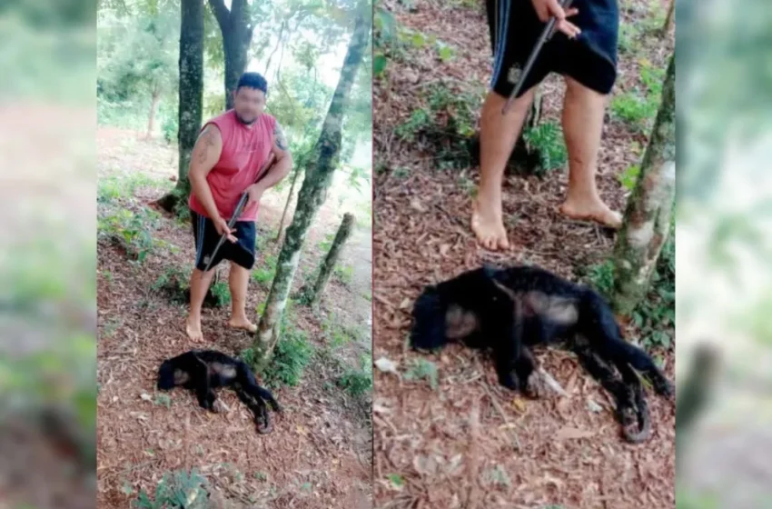  Maltrato animal: detienen al hombre que mató a un mono y lo compartió en sus redes